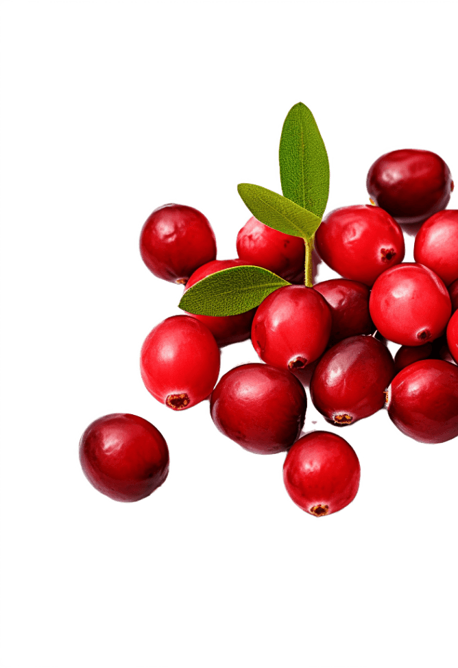 rose hip