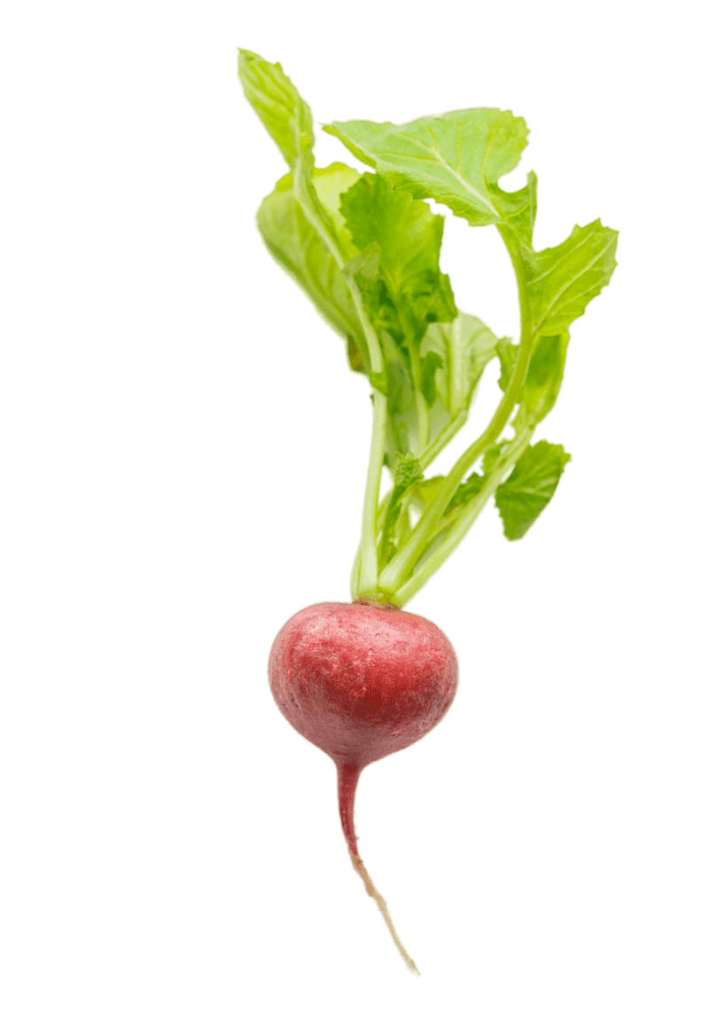 radish